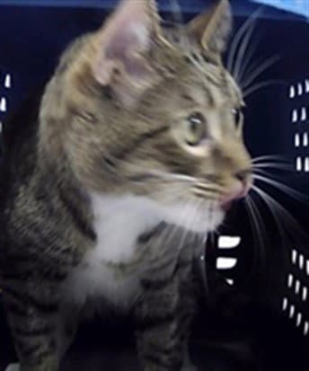 Angel - Domestic Short Hair