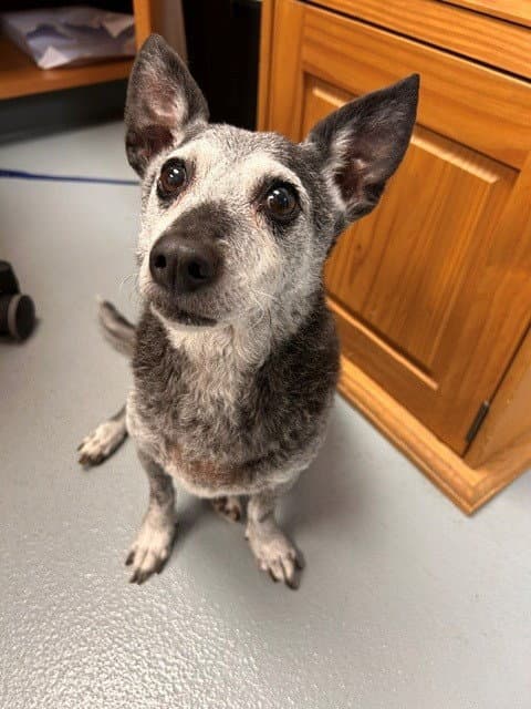 Marco - Chihuahua