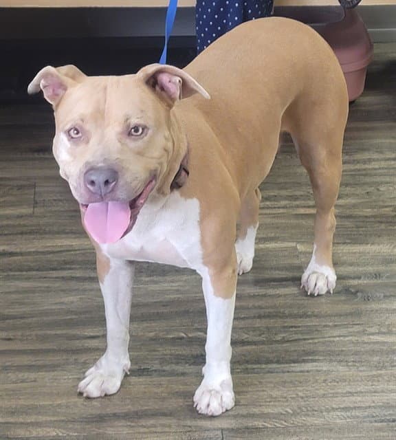 Nena - Pit Bull Terrier