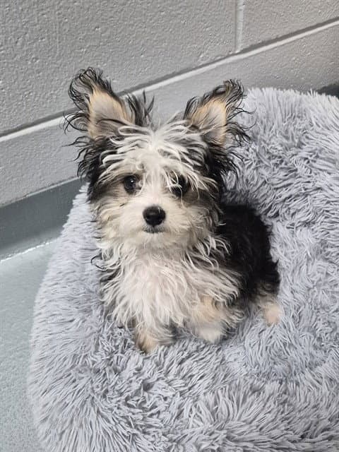 Drift - Yorkshire Terrier Yorkie