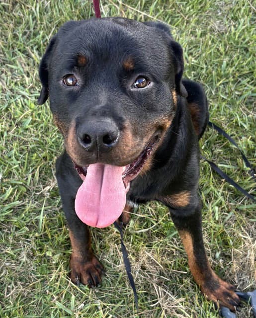 Goliath - Rottweiler