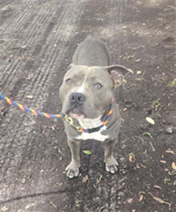 Bubbles - Pit Bull Terrier