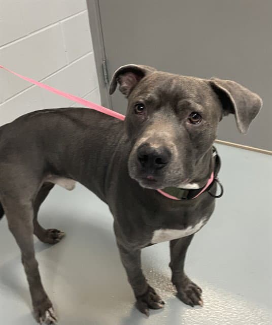 Rhaegar - American Pit Bull Terrier