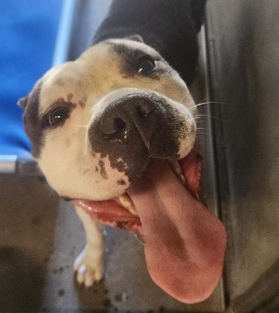 Scrappy - Pit Bull Terrier