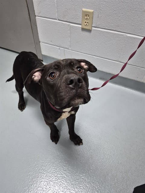 Rue - Staffordshire Bull Terrier