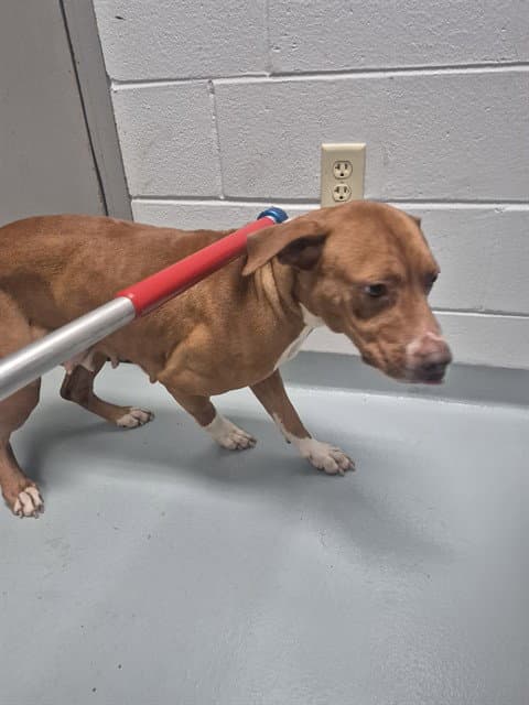 Posey - Pit Bull Terrier