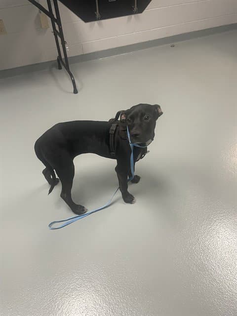 Tinky - Pit Bull Terrier