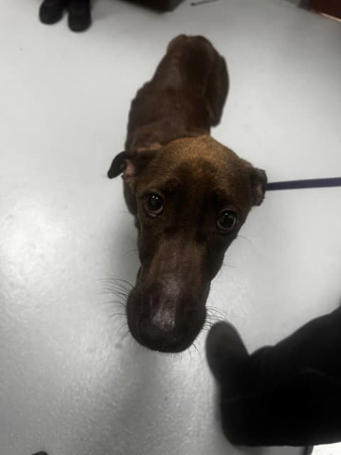 Mocha - Whippet
