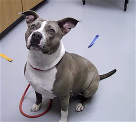 Millie - Pit Bull Terrier