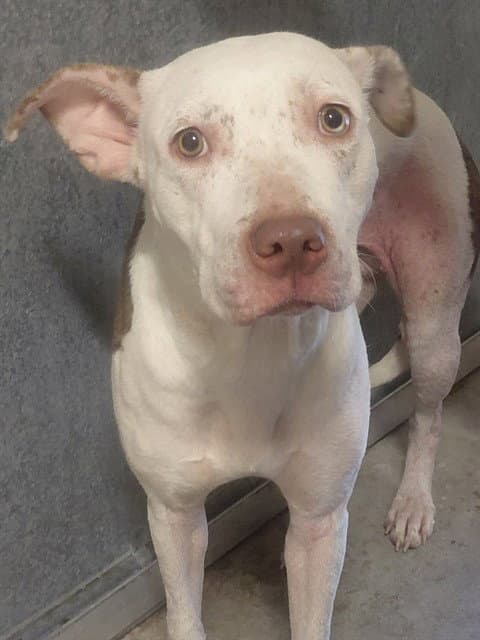 Raishan - Pit Bull Terrier