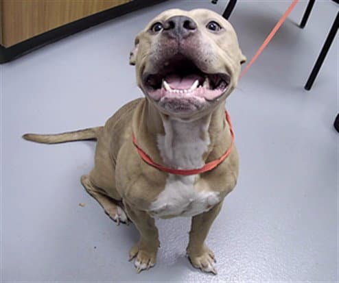 Zazu - Pit Bull Terrier