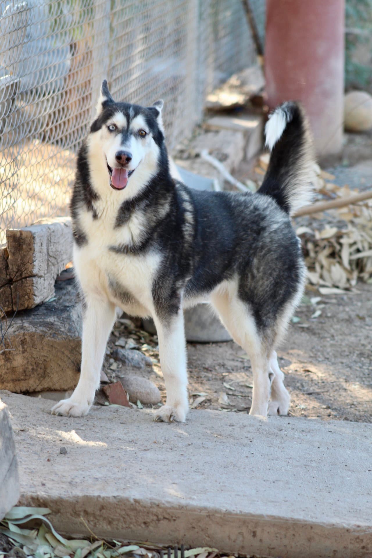 Sweeny - Husky