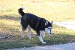 Sweeny image 2