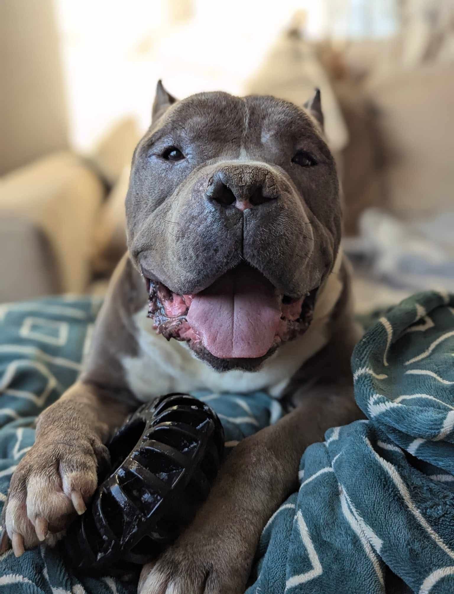 Dustin - Pit Bull Terrier