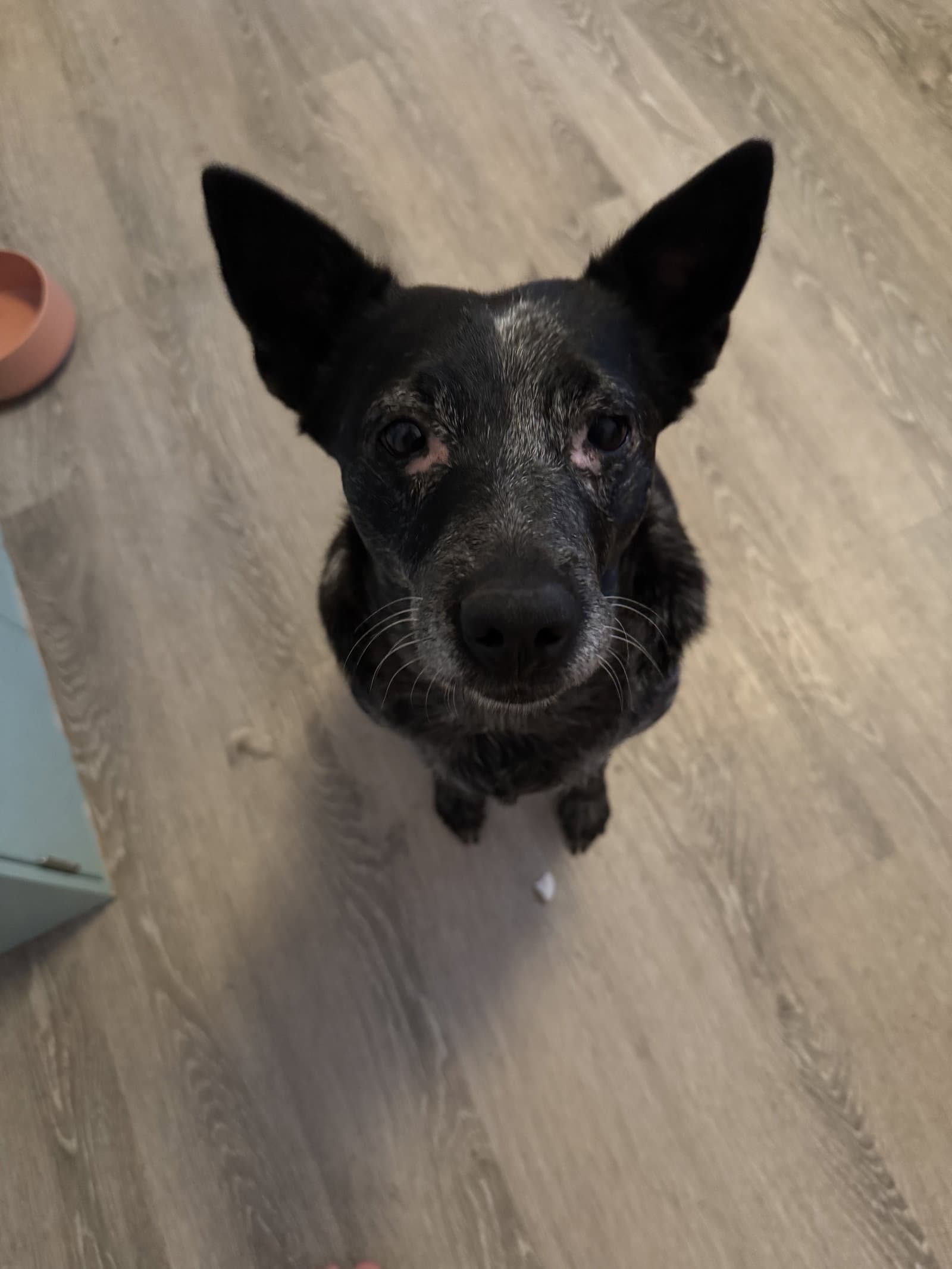 Aria - Queensland Heeler