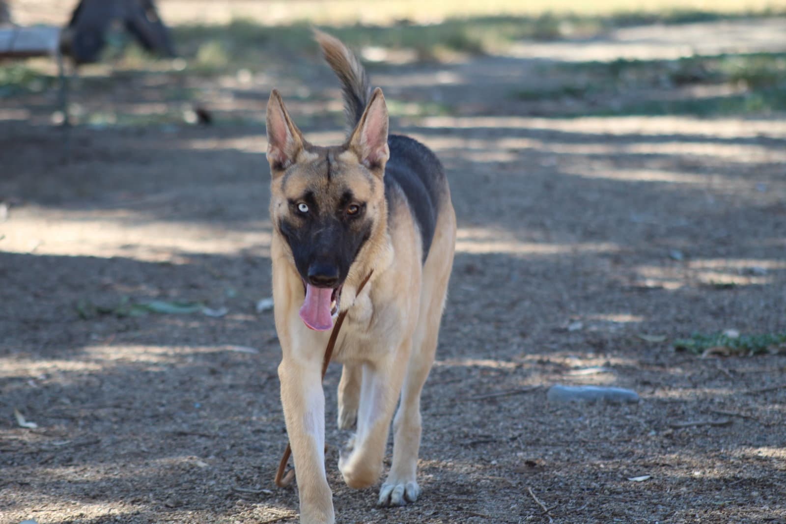 Hubie - Shepherd