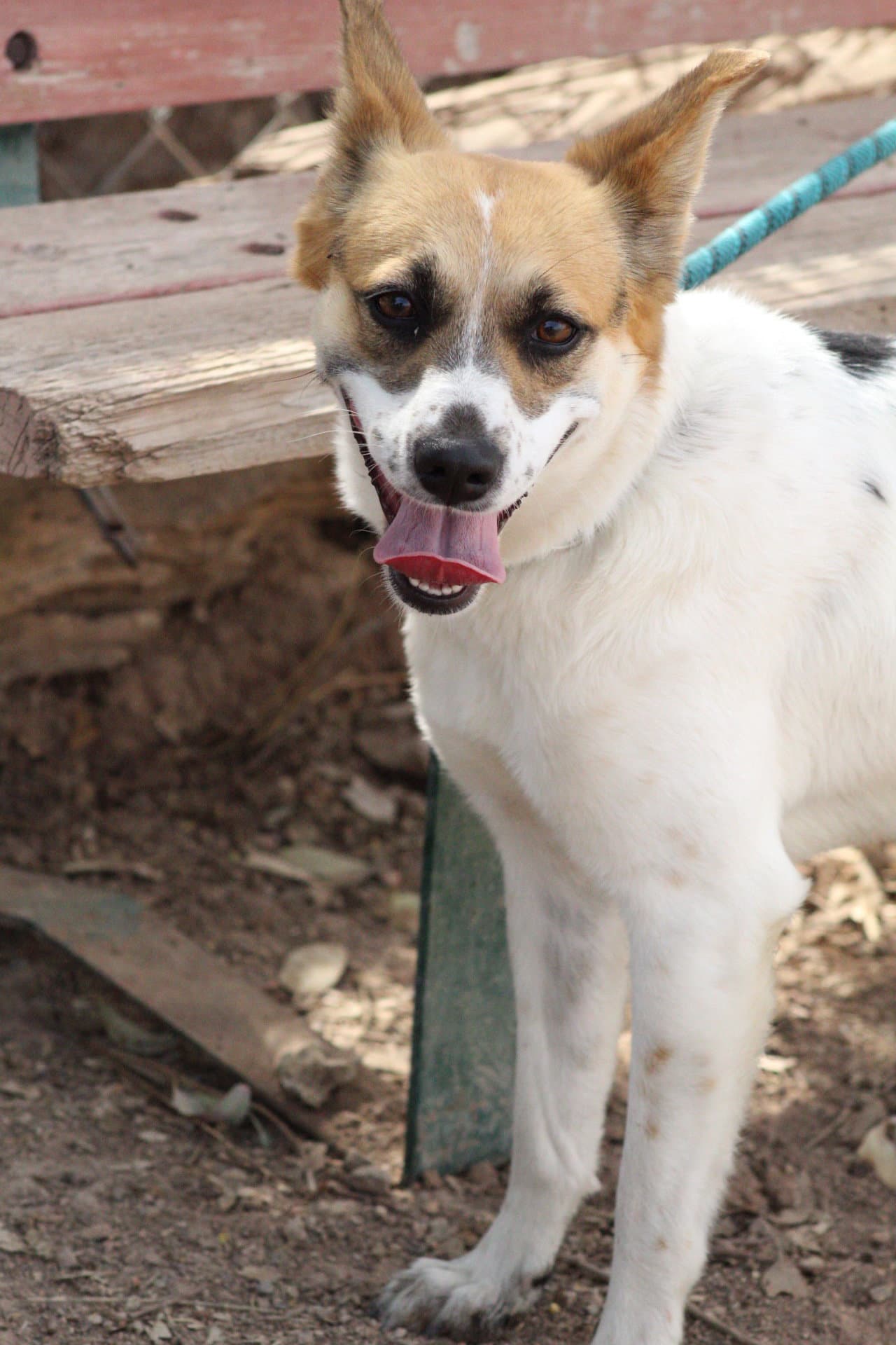 Delia - Queensland Heeler