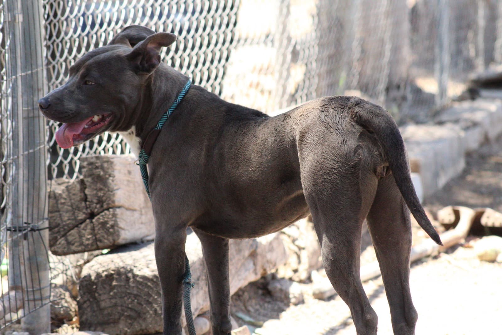 Dusty - Pit Bull Terrier