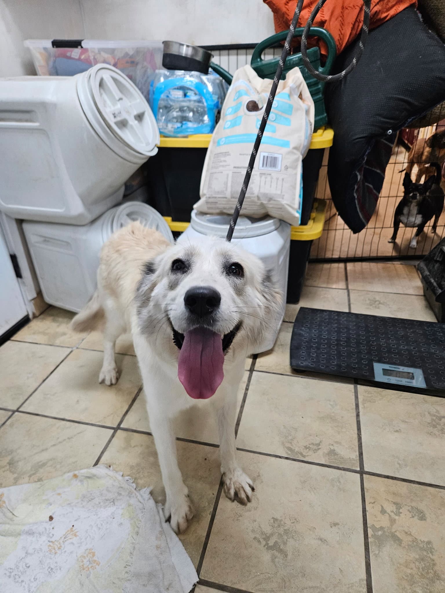 Sour Cream - Great Pyrenees