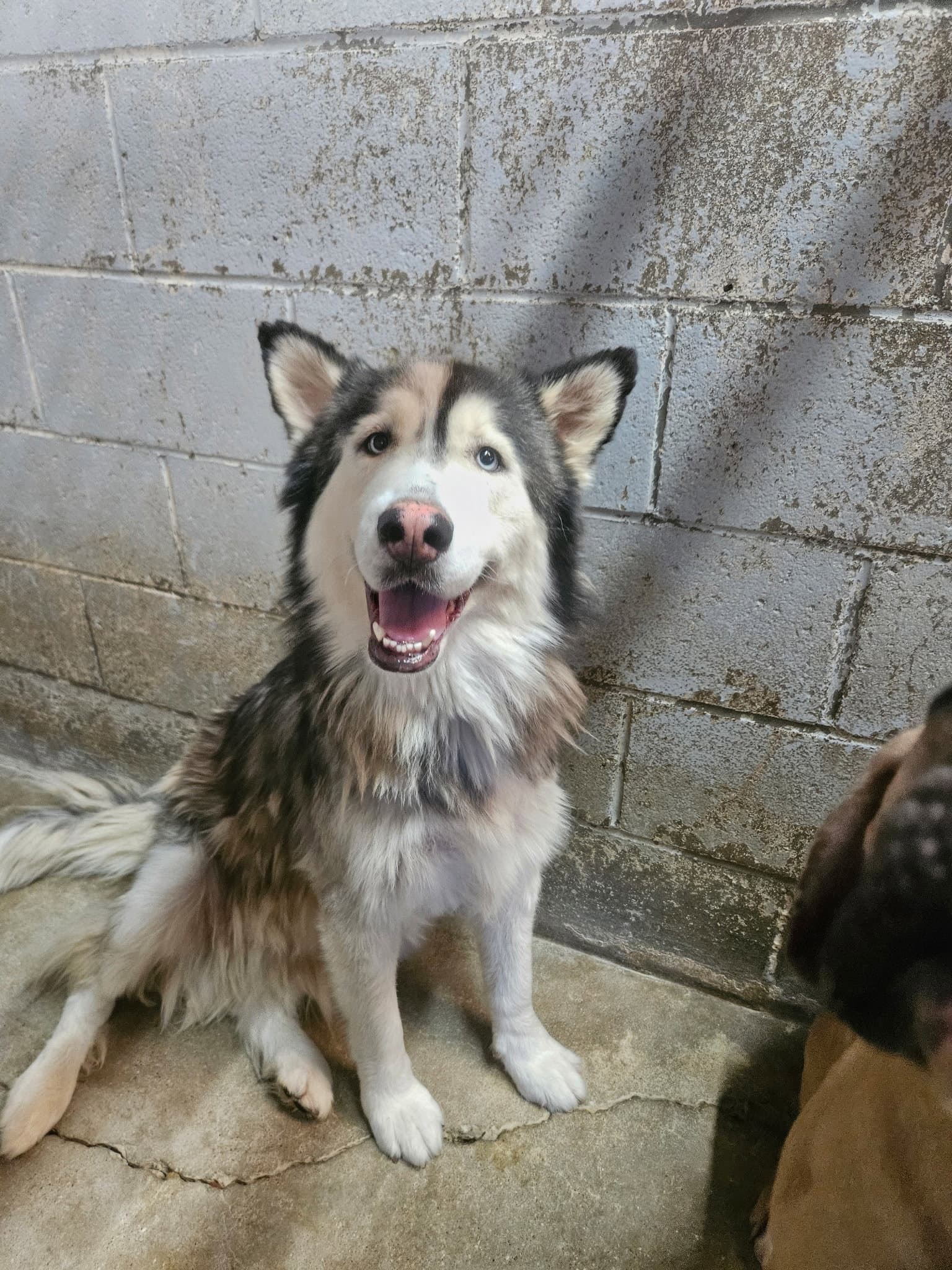 Mamacita - Husky