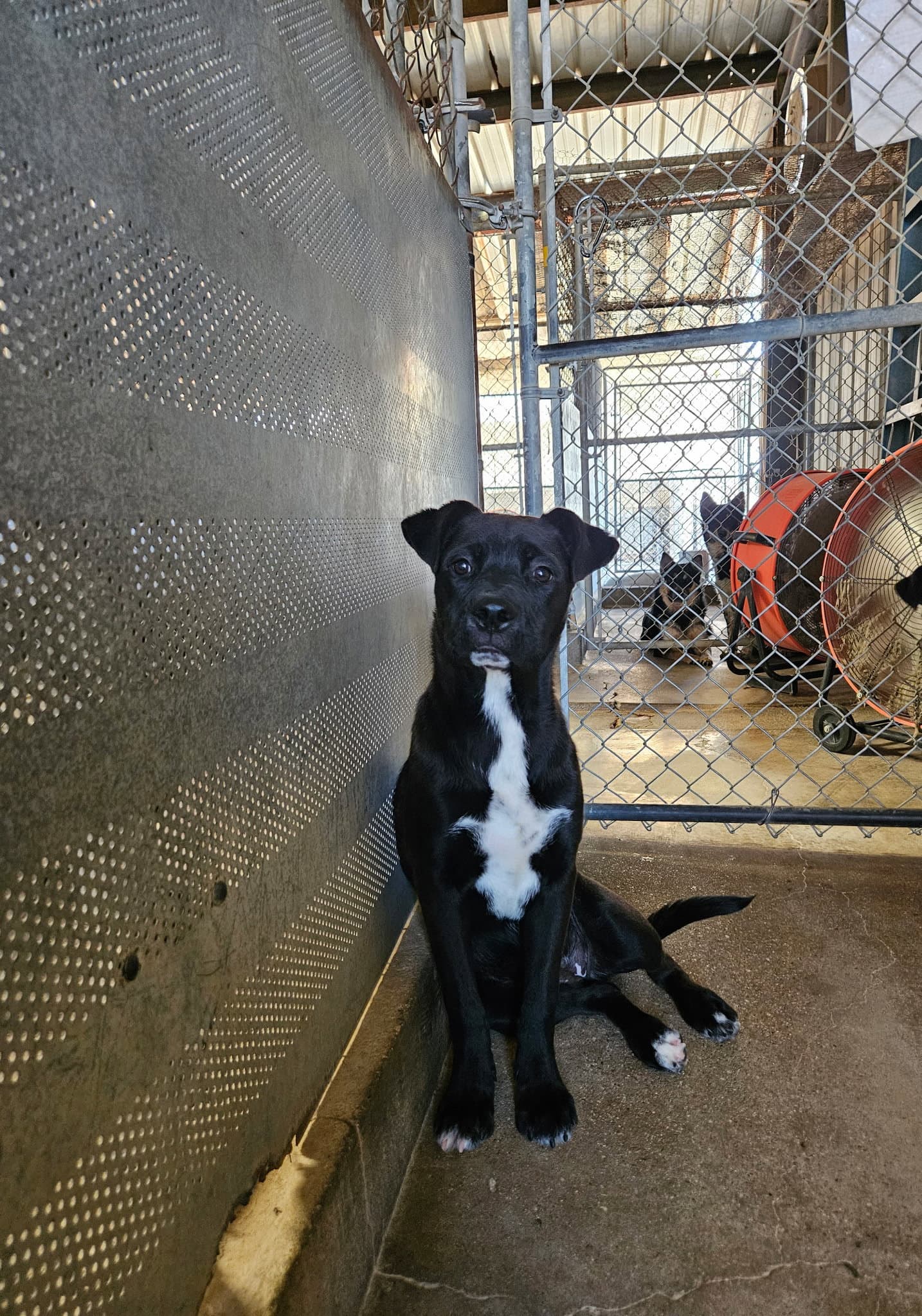 Manzanita - Pit Bull Terrier