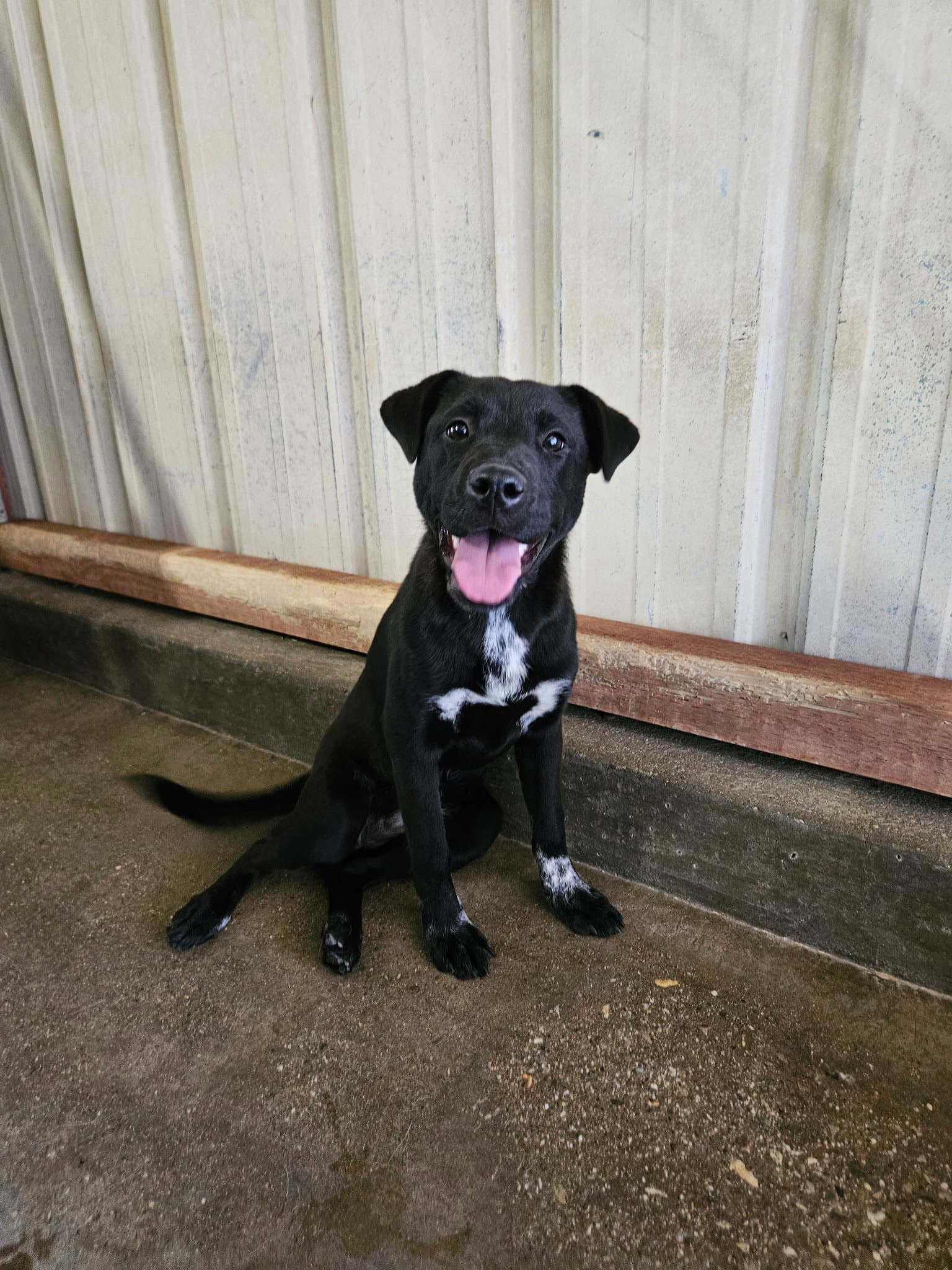 Fresa - Pit Bull Terrier