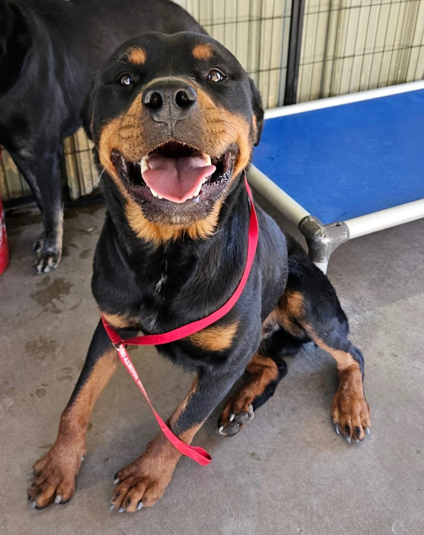 Stelio Kontos - Rottweiler