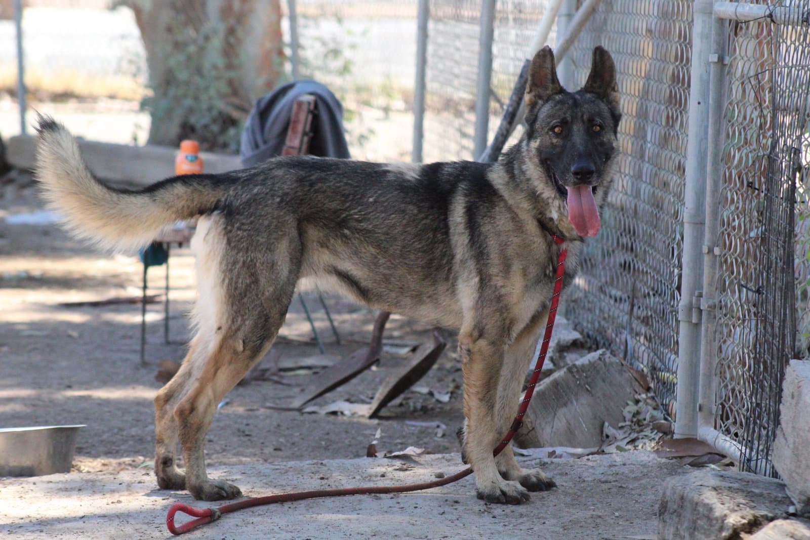 Brownie - German Shepherd Dog