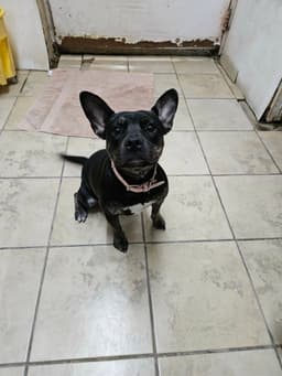 Maggie image 1
