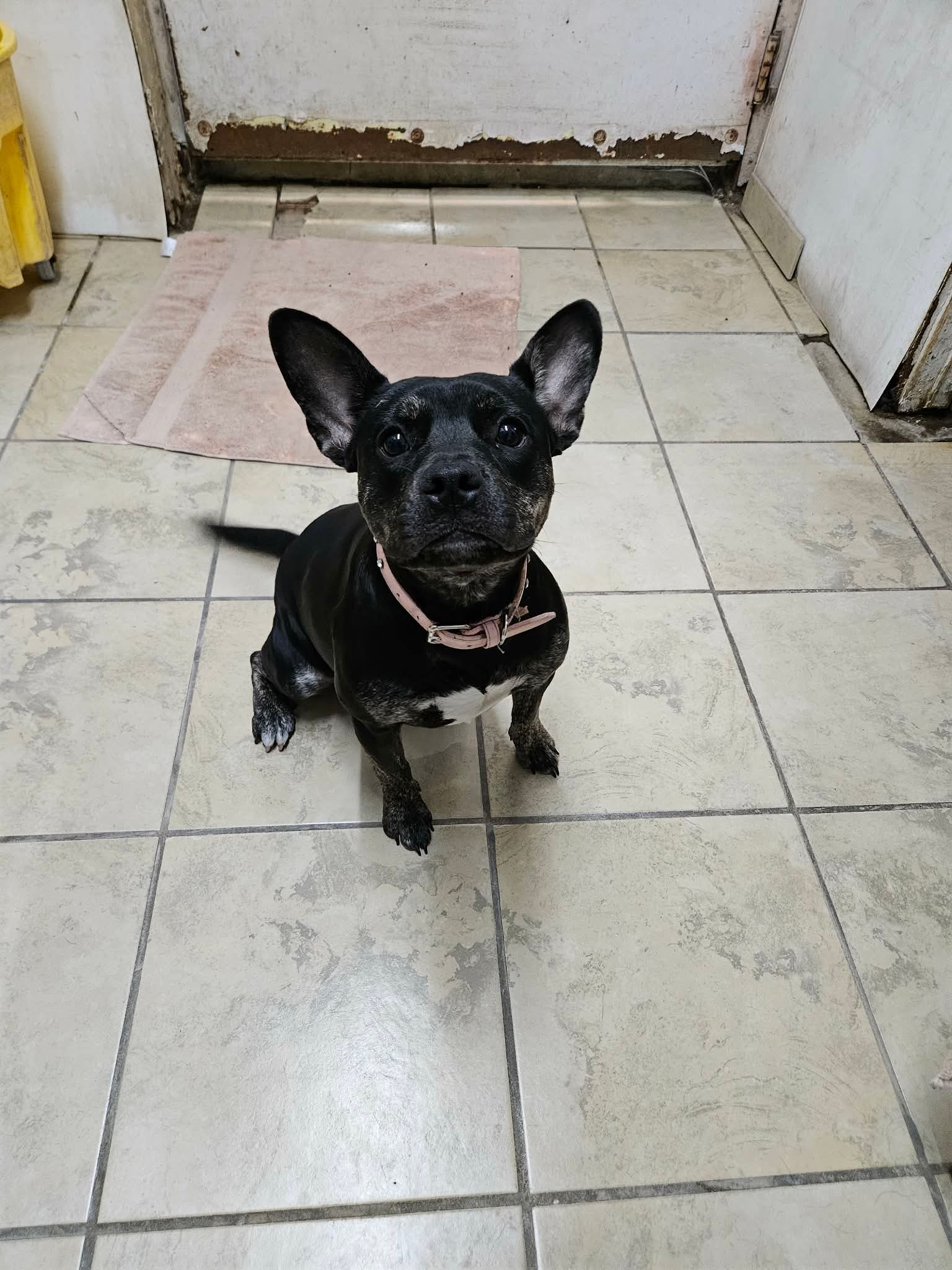 Maggie - Boston Terrier