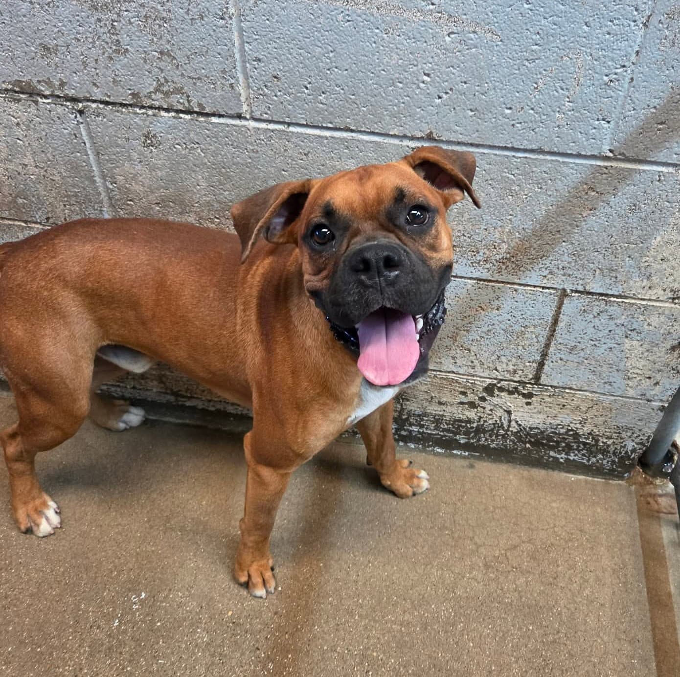 Muhammad - Boxer