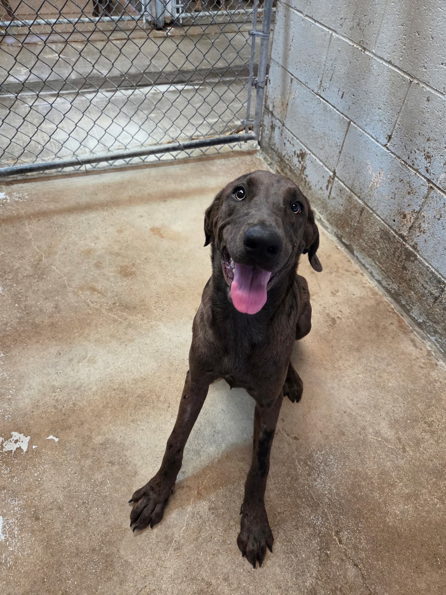 Freckles - Great Dane