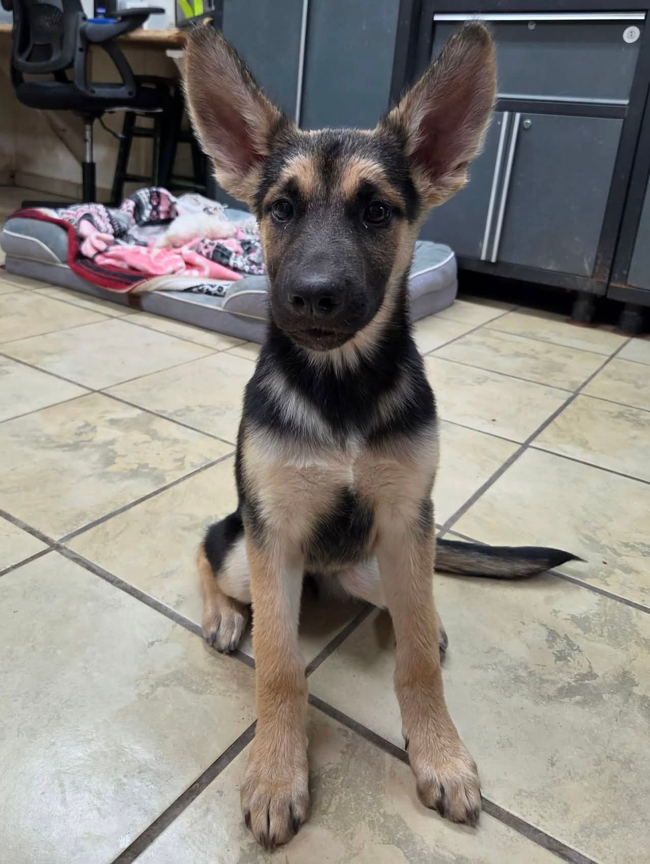 Naomi - German Shepherd Dog