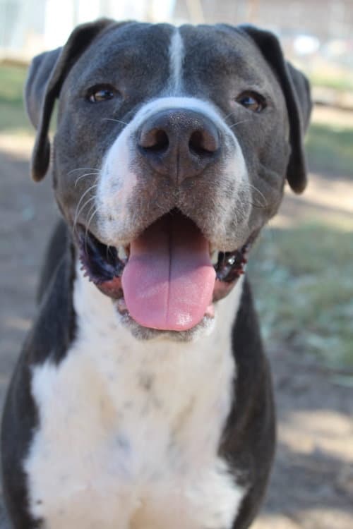 Pops - Pit Bull Terrier