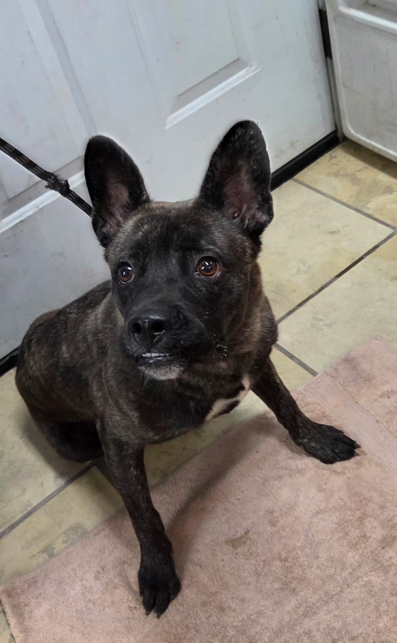Tombstone - Dutch Shepherd