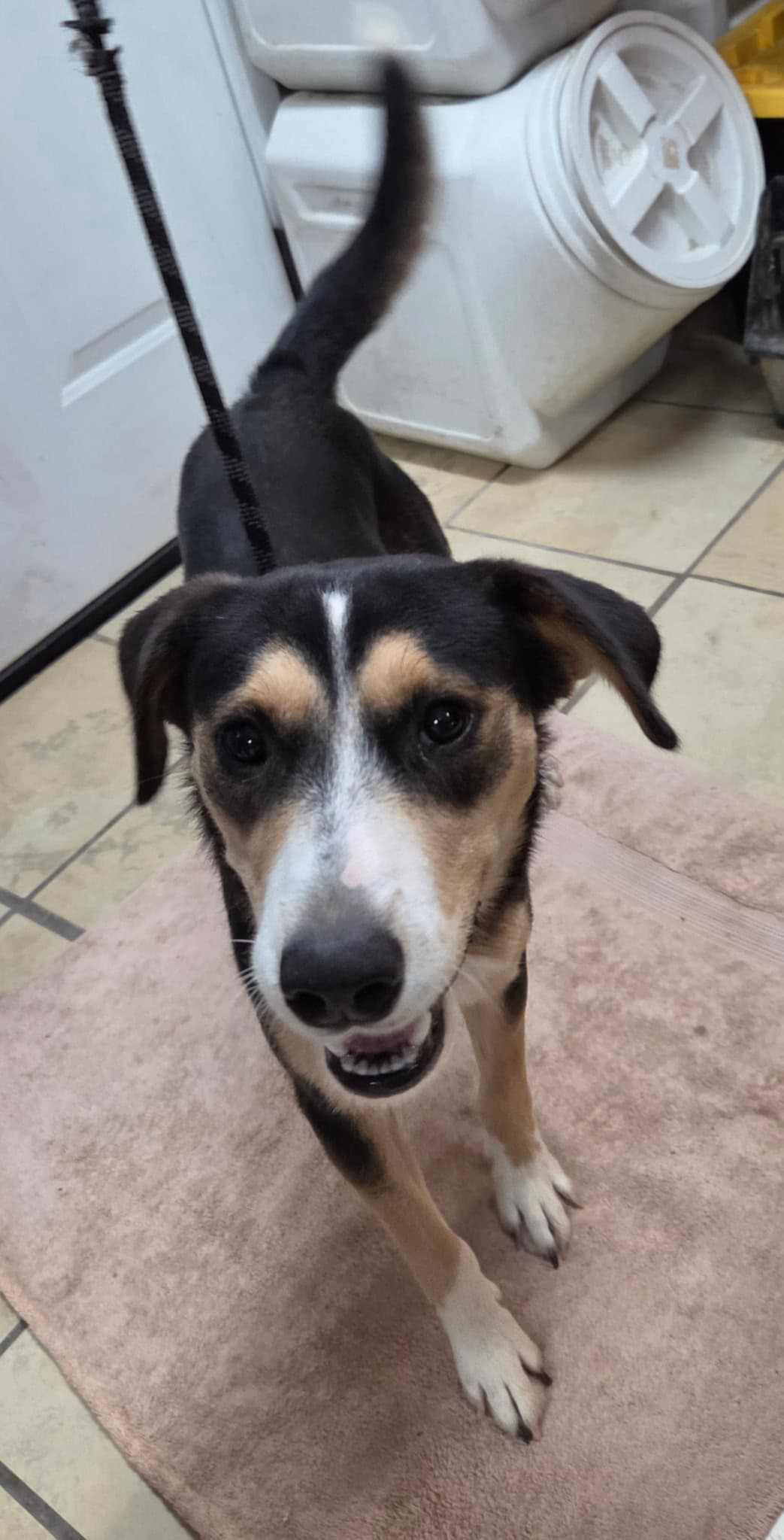 June - Beagle