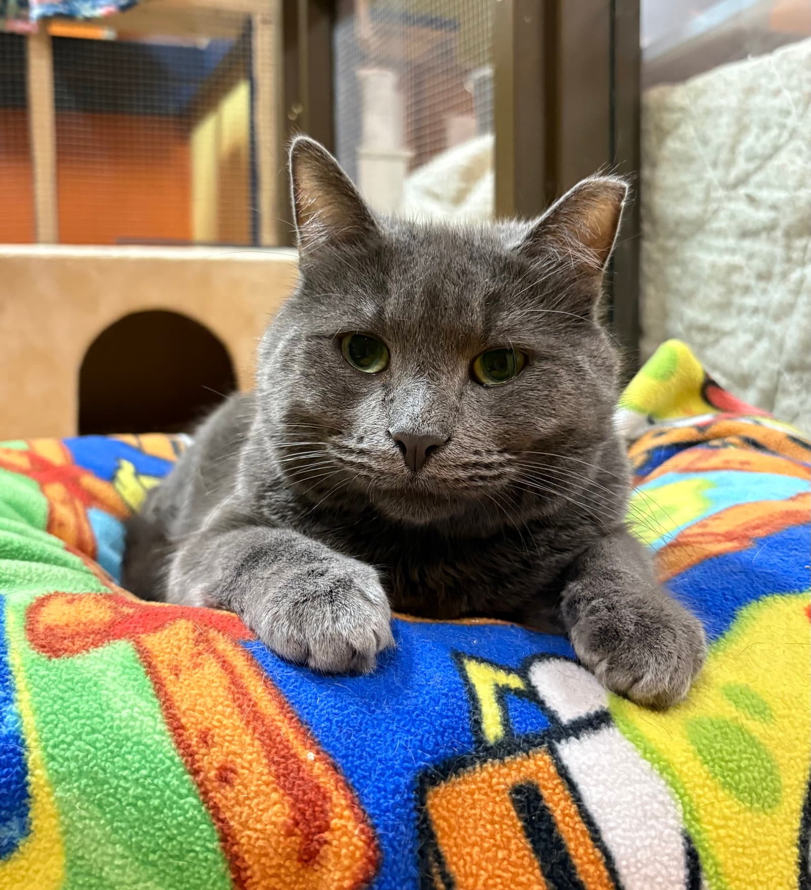 Grafito - Domestic Short Hair