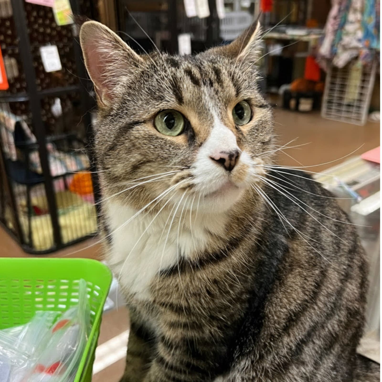 Milo - Domestic Short Hair
