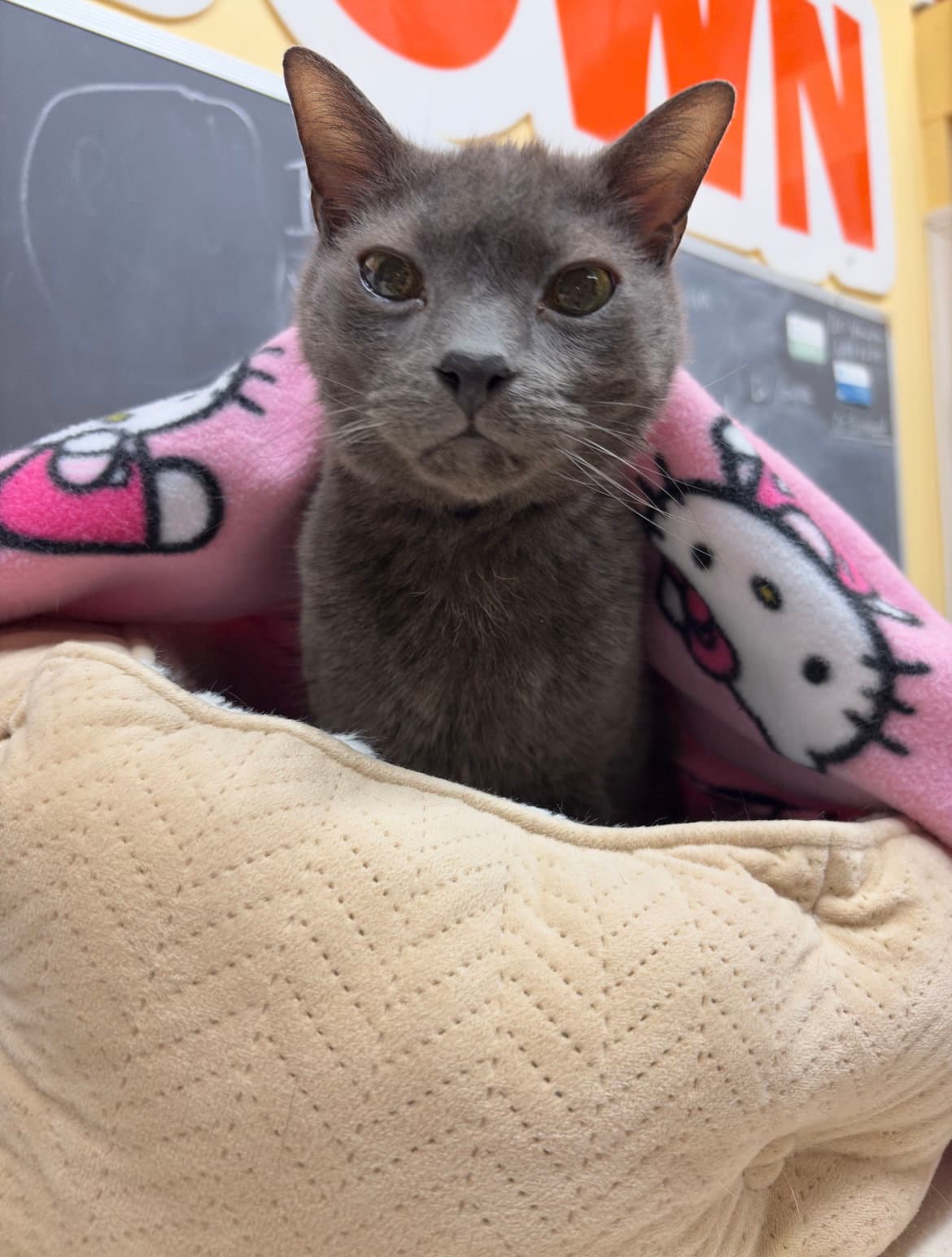 Old Shadow - Domestic Short Hair