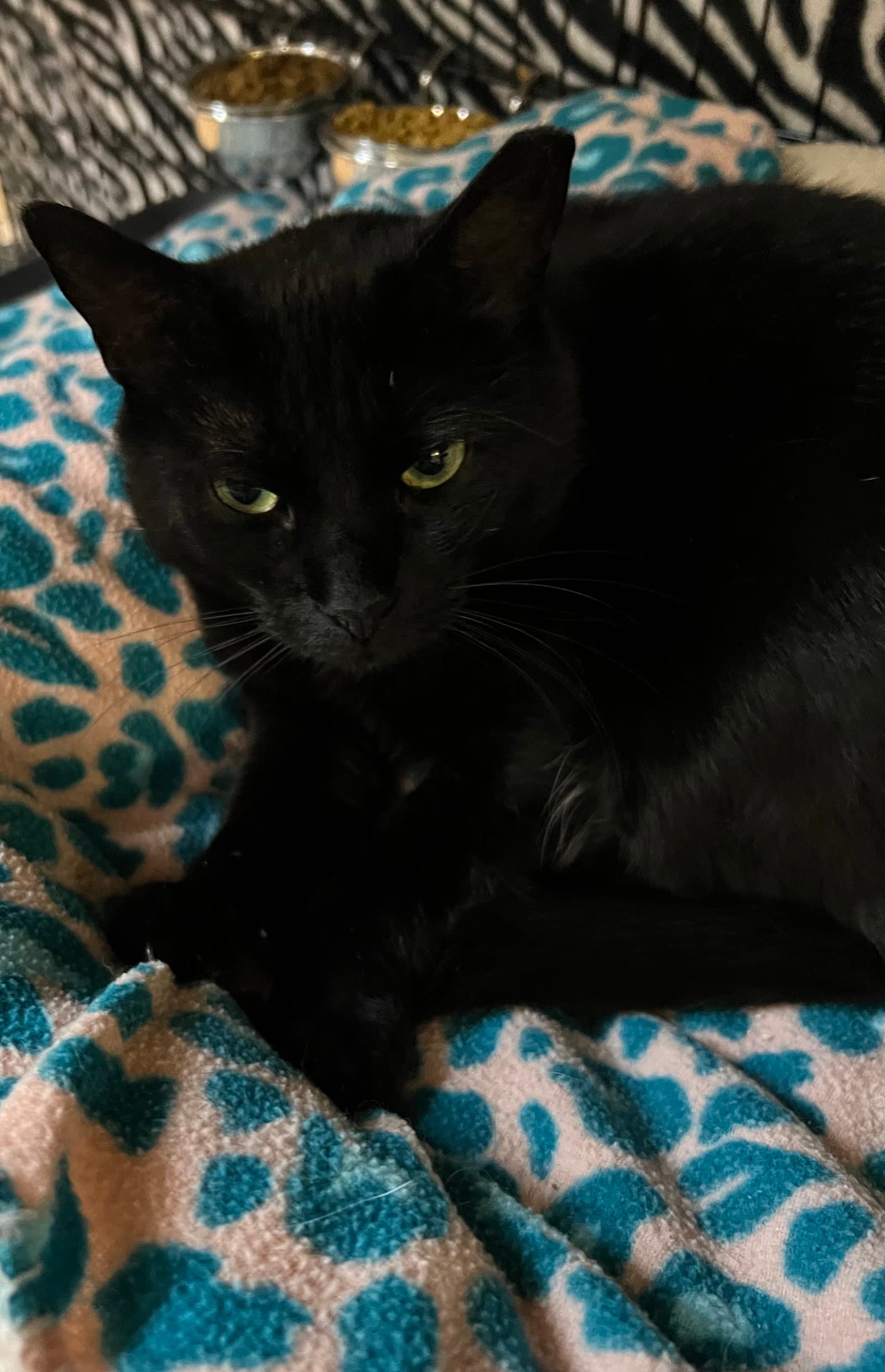 Sharon - Domestic Short Hair