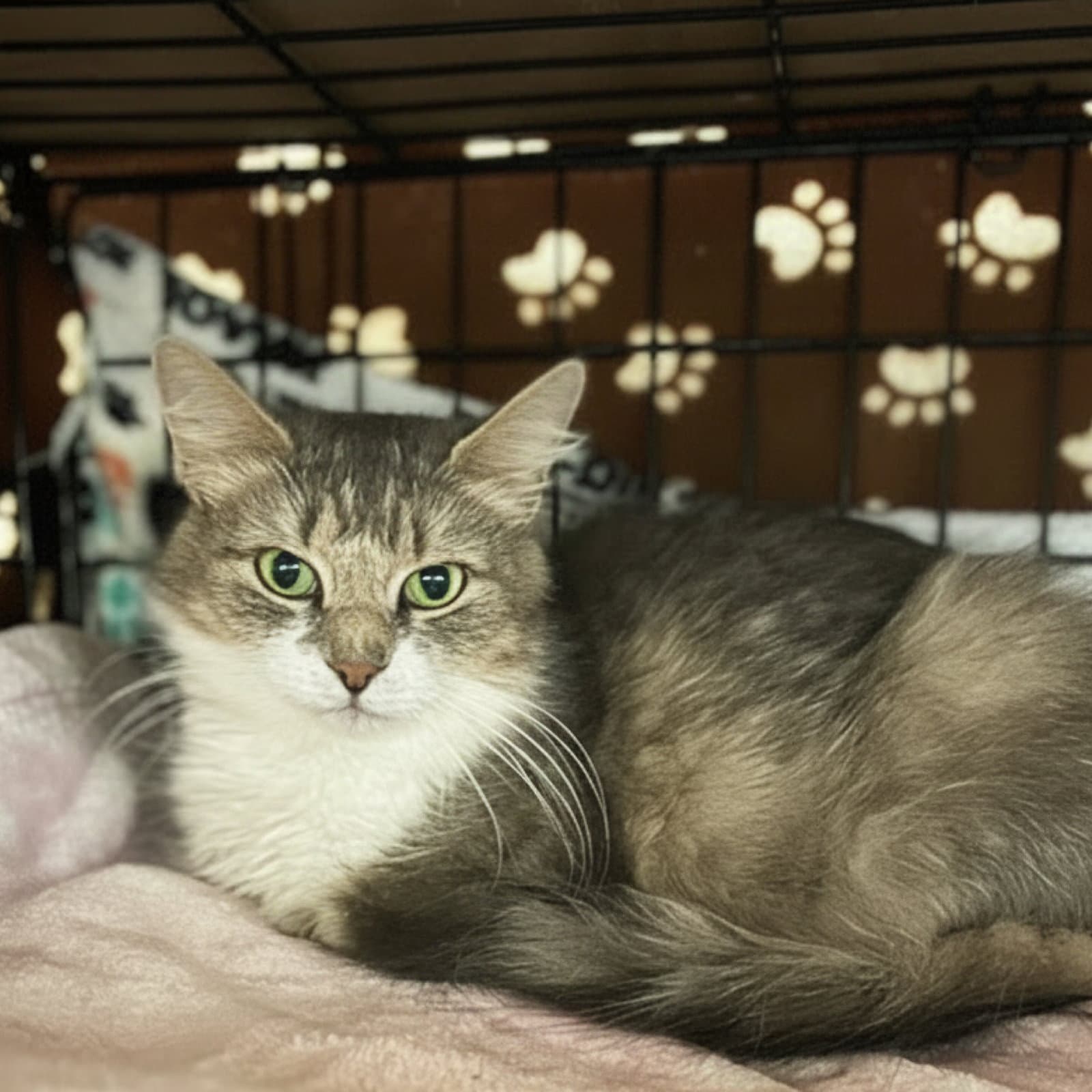 Clara - Domestic Short Hair