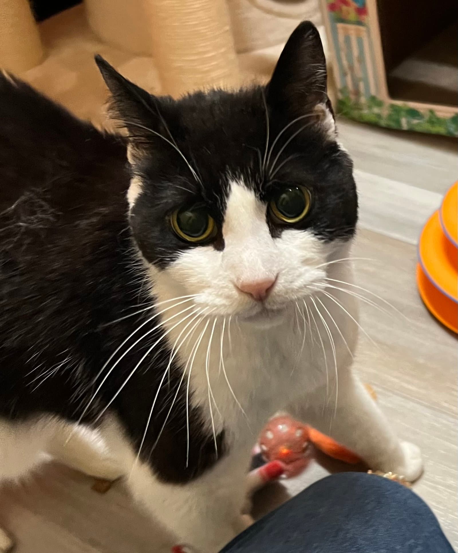 Dee Dee - Domestic Short Hair