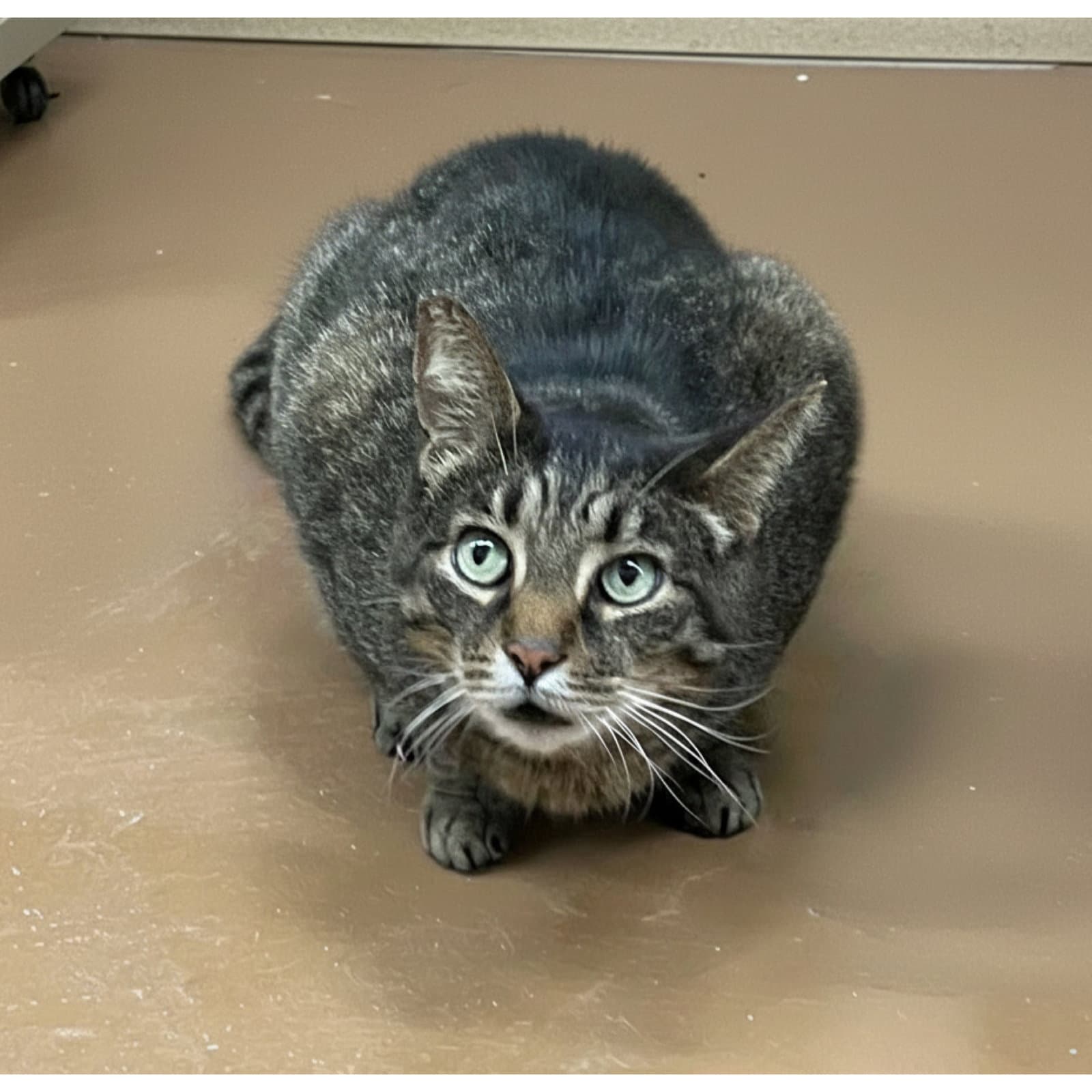 Gunner - Domestic Short Hair