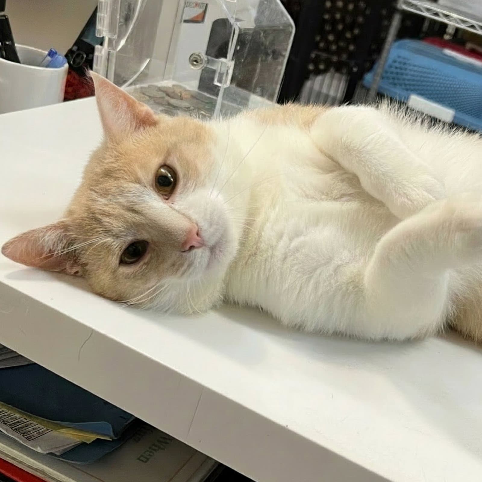 Jimmy - Domestic Short Hair