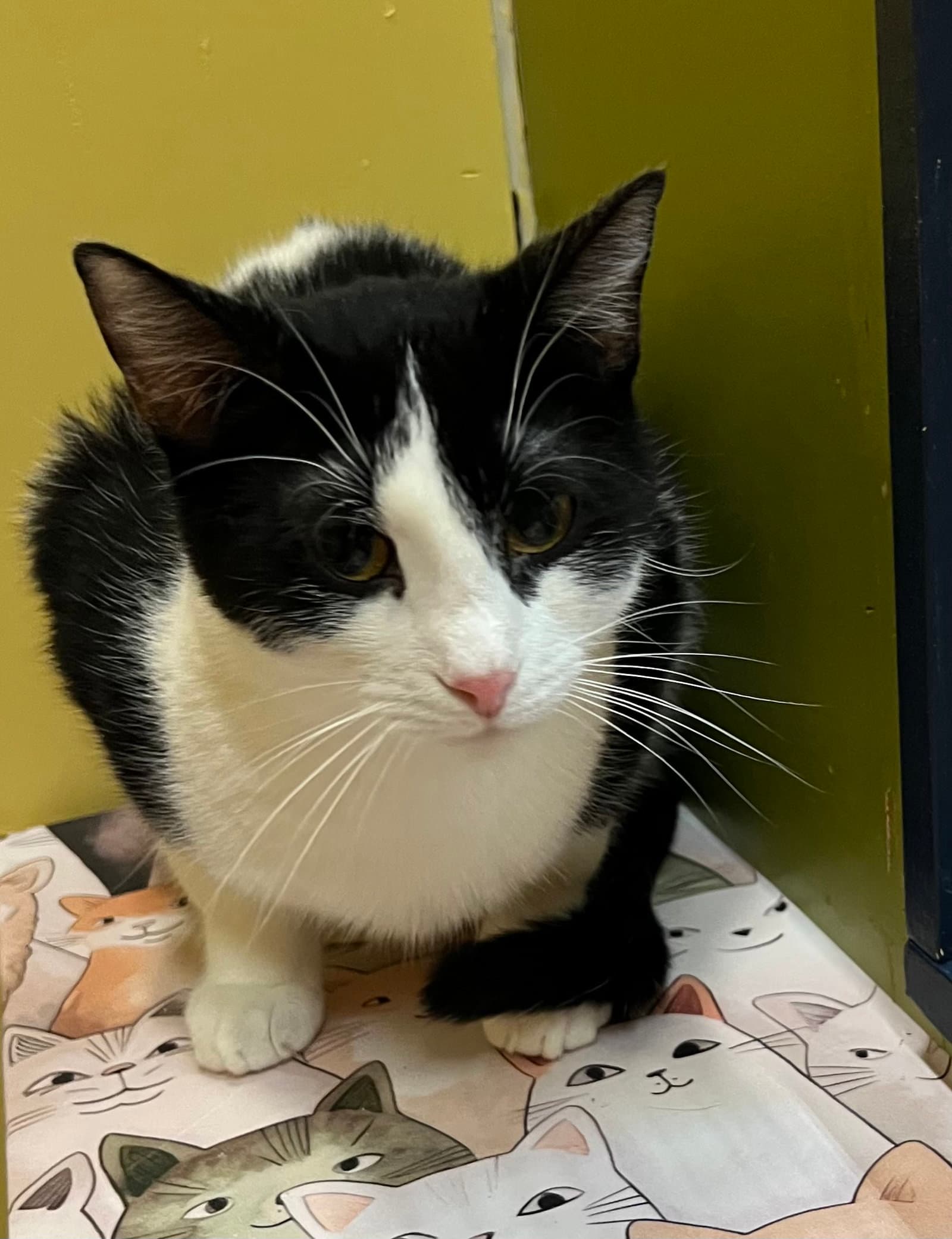 Dakota - Domestic Short Hair