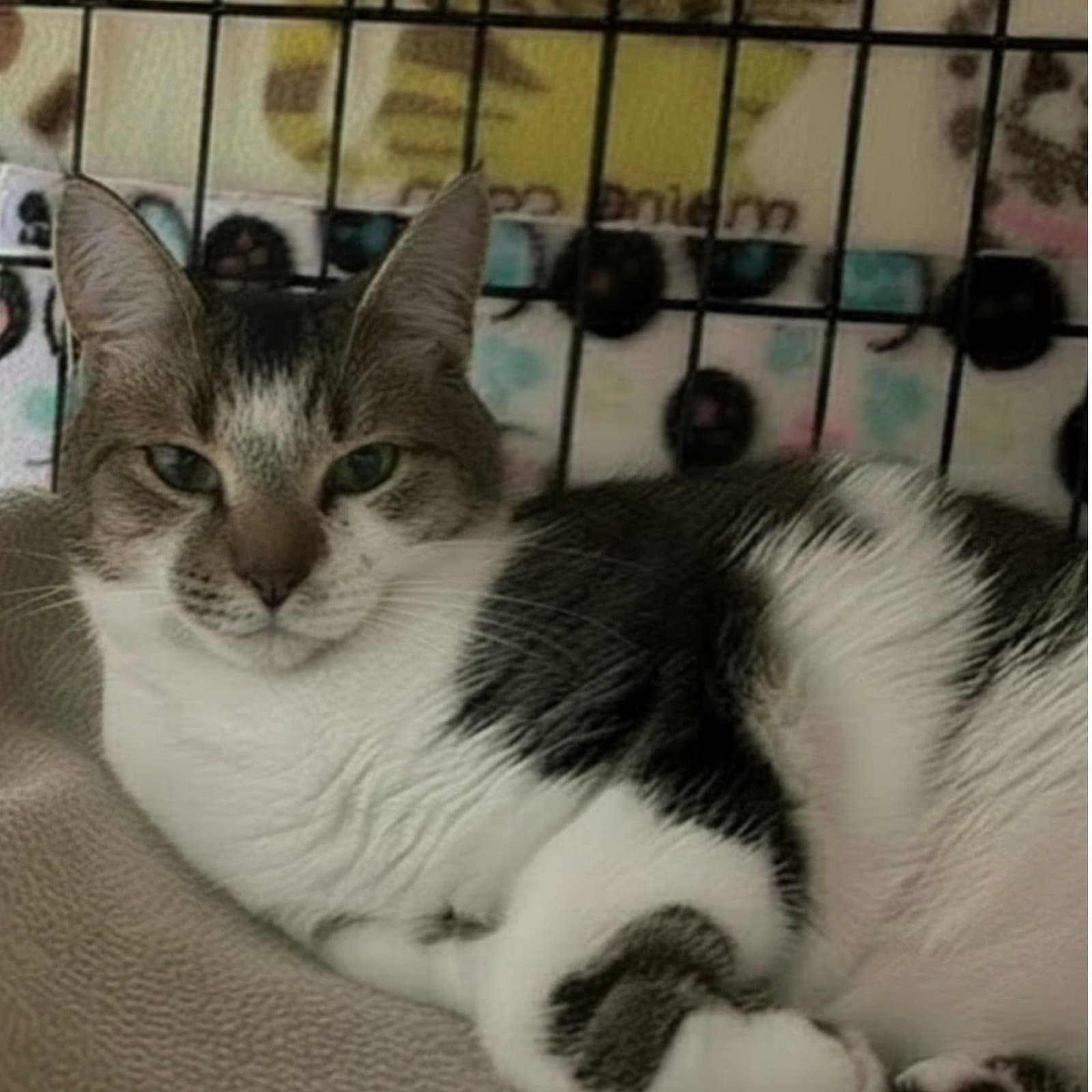 Cassandra - Domestic Short Hair