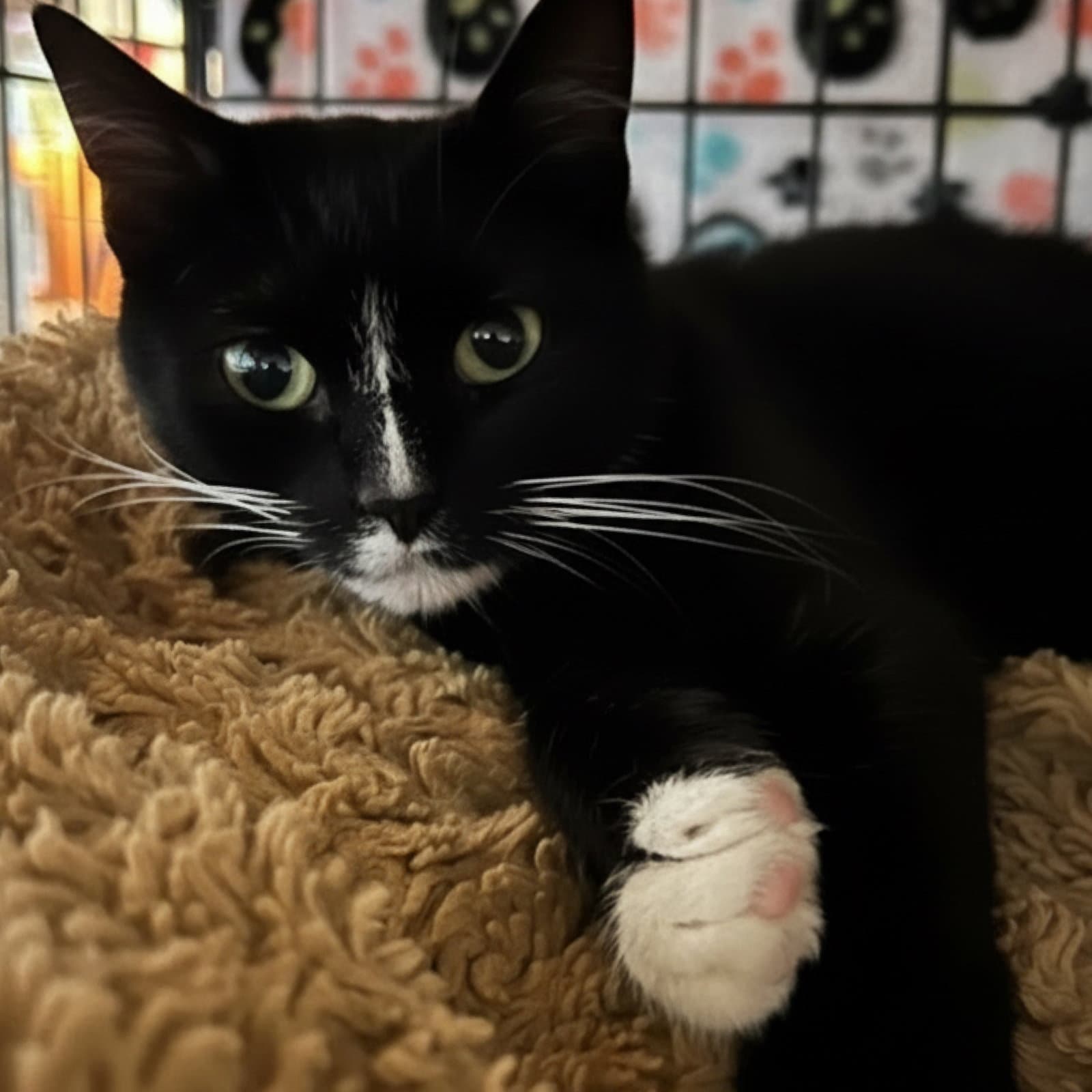 Poppy - Domestic Short Hair