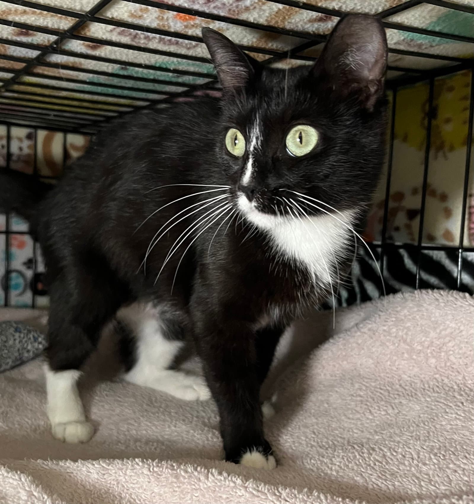 Poppy - Domestic Short Hair