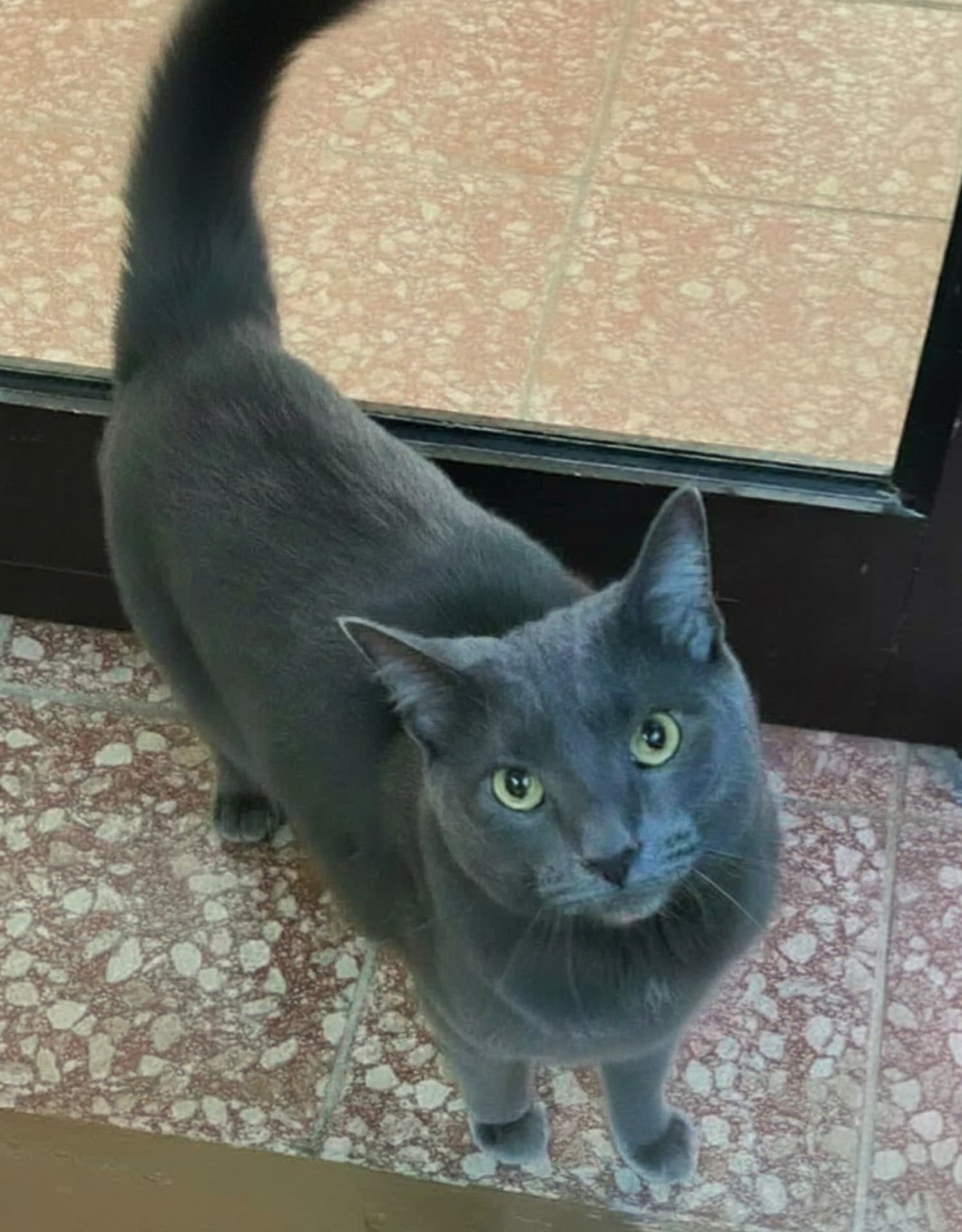 Adam - Domestic Short Hair