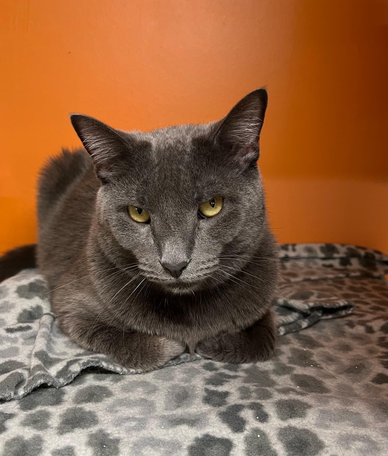 Adam - Domestic Short Hair